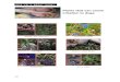 Plants that can cause irritation to dogs - Great Dane Rescuegreatdanerescue.com.au/Docs/plants.pdf · Plants that can cause irritation to dogs Bolivian Jew Turtle Vine Commelina-Cyanea