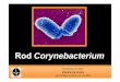 Rodmikrobiologie.lf3.cuni.cz/bak/vseob/P3v/corynebacterium_vs.pdf · • Vstup infekce (tonsily, vagina, nos, rána) - množí se na sliznici • Vznikají fibrinové pseudomembrány