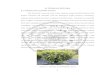 II. TINJAUAN PUSTAKA 2.1 Tanaman Teh Camellia sinensis)eprints.umm.ac.id/39708/3/BAB 2.pdf · di rongga mulut (Watanabe et al., ... pada sel daun sehingga proses oksidasi dapat berlangsung