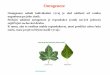 Ontogeneze - Katedra experimentální biologie rostlin ...kfrserver.natur.cuni.cz/lide/zelen/U3V_fr/prezentace/2014/... · Vývoj rostliny mrkve (Daucus carota) z jediné buňky parenchymu
