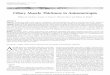 Ciliary Muscle Thickness in Anisometropia · Ciliary Muscle Thickness in Anisometropia Mallory K. Kuchem*, Loraine T. Sinnott†, Chiu-Yen Kao†, and Melissa D. Bailey‡ ABSTRACT