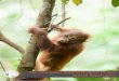 The Orangutan Tropical Peatland Project · reboisasi kami, semuanya akan terus dikembangkan untuk memenuhi tujuan kami. Dan Kontribusi dari ... 2013 dengan pengembangan proyek mata