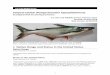 Striped Catfish (Pangasianodon hypophthalmus) ERSS · 2 Biology and Ecology ... Sporozoa-infections, other, Parasitic infestations (protozoa, worms, etc.) Bacterial Infections (general),