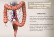 L1, 2 Biochemical Aspects of Digestion of Lipids, Proteins, and ... · Pancreas – By Pancreatic ... Pancreatic proteases are cleaved into free amino acids and di-&tri-peptides by