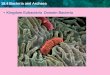 18.4 Bacteria and Archaea Kingdom Eubacteria Domain .18.4 Bacteria and Archaea Kingdom Eubacteria