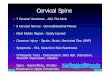 Cervical Spine - F .Cervical Spine 7 Cervical Vertebrae - AKA The Neck 8 Cervical Nerves - Cervical/Brachial