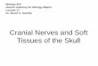 Cranial Nerves and Soft Tissues of the Skull · Cranial Nerves and Soft Tissues of the Skull. ... The Nervus Terminalis (Nerve Zero) has been suggested as a primitive vertebrate structure