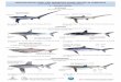 IDENTIFICATION SHEET FOR IMPORTANT SHARK SPECIES … · 2018-09-12 · IDENTIFICATION SHEET FOR IMPORTANT SHARK SPECIES IN INDONESIA (FOR MARINE CAPTURE FISHERIES STATISTICS) D –