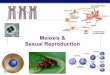 Meiosis & Sexual Reproduction - rhsweb.orgrhsweb.org/kittay/APBio/curriculum/Heredity/genetics/meiosis_ppt.pdf · Mitosis vs. Meiosis ! Mitosis " 1 division " daughter cells genetically