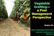 Vegetable Grafting— a Pest Management Perspectiveextension.missouri.edu/sare/documents/VegetableGrafting.pdf · Grafted and nongrafted transplant production costs were $0.59 and