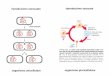 riproduzione asessuata riproduzione sessuata 21_meiosi2016.pdf · negli organismi che si riproducono sessualmente ci sono due tipi di cromosomi: gli autosomi (comuni a tutti i membri
