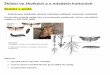 Škůdci ve školkách a v mladých kulturách · 2) Chrousti (obecný, maďalový) Poškození kořenové soustavy způsobují larvy, tzv. ponravy (3 - 5letý vývojový cyklus)