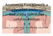 Anatomia funcţională a învelişurilor creierului ... · subarahnoidean (cavitas subarahnoidalis) umplut ... •Pereţii laterali ai sinusurilor posedă multiple orificii (mai des