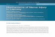 Mechanisms of Nerve Injury in Leprosy FINAL.pdf · The International Textbook of Leprosy Part II Section 9 Chapter 9.2 Mechanisms of Nerve Injury in Leprosy Gigi J Ebenezer Cutaneous