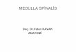 MEDULLA SPINALIS 2013-2014 [Uyumluluk · PDF fileLumbosacralis. Cauda equina Filum terminale Conus medullaris N. coccygeus Ganglia spinalia. Ggl. spinale Cauda equina Lumbal vert