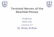 Terminal Nerves of the Brachial Plexus - KSU Facultyfac.ksu.edu.sa/sites/default/files/anatomy_lecture-17-ul.pdf · Terminal Nerves of the Brachial Plexus Anatomy RHS 241 Lecture