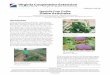 Specialty Crop Profile: Globe Artichoke - VCE Publications · Globe Artichoke Anthony Bratsch, Extension Specialist, Vegetables and Small Fruit ... protective coverings. In 2013,