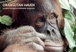 ORANGUTAN HAVEN · 1 Contents The Sumatran Orangutan Conservation Programme (SOCP) works on all aspects of Sumatran orangutan conservation including: a) Rescue, quarantine and 