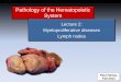 Pathology of the Hematopoietic Systempeople.upei.ca/hanna/Hemato-L2/Hemat-L2-2014web.pdf · • result of metastasis of a tumor from a distant site to the bone marrow ... draining