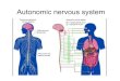 Autonomic nervous system - Masarykova univerzita · •pars cranialis: most important is parasympathetic part of nervus vagus – it innervates the digestive tract till the border