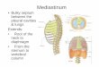 Mediastinum - gmch.gov.in lectures/Anatomy/superior Mediastinum.pdf · Divisions of mediastinum • Divided by an imaginary horizontal plane from the sternal angle to the intervertebral