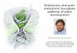 Embryonic and post- embryonic hourglass patterns of plant ... · Embryonic and post-embryonic hourglass patterns of plant development Marcel Quint and and Ivo Grosse Leibniz Institute