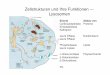 Zellstrukturen und Ihre Funktionen — Lysosomenuser.uni-frankfurt.de/~dingerma/Podcast/CytologieWS11_12.pdf · Zellstrukturen und Ihre Funktionen — Lysosomen Lysosomale Speicherkrankheiten: