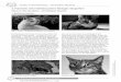 3. Praxisteil: Unterrichtsbausteine Biologie: Säugetiere · 3. Praxisteil: Unterrichtsbausteine Biologie: Säugetiere Abb. 1: Katzen – a) Ägyptische Falbkatze, b) Hauskatze Die