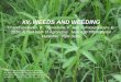 XII. WEEDS AND WEEDING - Wartabepe Online · Klasifikasi gulma Berdasarkan morfologi gulma dapat digolongkan menjadi 3 macam yaitu: •Grasses: Semua gulma yang berasal dari keluarga