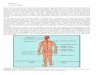 Chapter 4 Nervous System - nptel.ac.in Notes/Lec4... · Chapter 4 Nervous System The nervous system is the part of an animal's body that coordinates the voluntary and involuntary