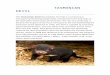 6primaria1516.files.wordpress.com€¦ · Web viewTASMANIAN DEVIL. The Tasmanian devil (Sarcophilus harrisii) is a carnivorous marsupial of the family Dasyuridae, now found in the