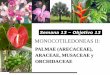 Presentación de PowerPoint - ucv.ve · Palmae (Arecaceae) Plantas de tallo fibroso, inermes o armadas Tallos epigeos o subterráneos Arborescentes (estipitadas), arbustivas o trepadoras