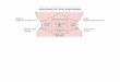 Abdomen: Surface Anatomy and Peritoneum · REGIONS OF THE ABDOMEN Right hypochondrium Right iliac fossa 9th costal cartilage McBurney's point base of appendix Inguinal ligament Epigastriu