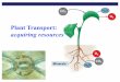 Plant Transport: acquiring resources Biology/Unit 10/Chap35_36... · sap from roots to leaves, the direction that phloem sap travels is variable. xylem phloem One-way only Water &