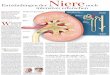 Die Niere im Querschnitt Nierenkörperchen - Nephie · thologie, die Immunologie, die UKE-Kinderklinik, die Physiologie und die Anatomie beteiligt sind , sagt der Neph-rologe. W as