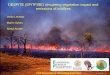 DESPITE (SPITFIRE) simulating vegetation impact and ... · DESPITE (SPITFIRE) simulating vegetation impact and emissions of wildfires VeikoLehsten Martin Sykes AlmutArneth ESF Exploratory