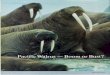 and Eskimos, killed as many as 16,000 animals per year in the · and Eskimos, killed as many as 16,000 animals per year in the 1930s. By the mid-1950s, a great depletion 0 f the walrus
