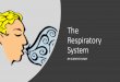 The Respiratory System - scientistcindy.com · Divisions of the Respiratory Tract • The respiratory tract is the path of air from the nose to the lungs. It is divided into two sections: