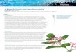 Advancing the Characterization and Quality Control of ... · Advancing the Characterization and Quality Control of Botanical Extracts with Mass Spectrometry Organization: Bio-Botanica