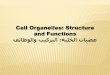 Cell Organelles: Structure and Functionsªركيب ووظائف عضيات الخلية-4.pdf · Outer membrane ϳجراخϠا ءاشϑϠا •Permeable to larger molecules ةرϵبϝϠا