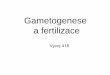 Gametogenese a fertilizace - vyuka-data.lf3.cuni.czvyuka-data.lf3.cuni.cz/CVSE1M0001/418 gametogenese a fertilizace 2015... · Původ primordiálních buněk Zárodečné buňky mohou