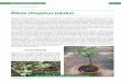 Žižula (Zizyphus jujuba) - skink.hr 1.pdf · Uz dobre agrotehničke mjere uzgoja, (rezidba, gnojidba, navodnjavanje) daje vrlo visoke prinose i vrlo kvalitetne plodove, čija cijena