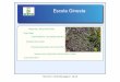 Escola Ginesta - Alexandriaalexandria.xtec.cat/pluginfile.php/323/mod_data/content/9058/plantes-amb-flor.pdf · Classificació de les tijes de les plantes amb flor Classificació