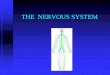 THE NERVOUS SYSTEM - cookhealthscience.weebly.com · Exercise Science Standards 8) Review the gross and cellular anatomy and physiology of the musculoskeletal, nervous, and cardiovascular
