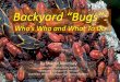 Backyard “Bugs”: Who’s Who and What To Do · Backyard “Bugs”: Who’s Who and What To Do By Sharon Morrisey Consumer Horticulture Agent Milwaukee County UW-Extension SouthEast