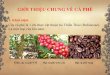 GIỚI THIỆU CHUNG VỀ CÀ PHÊ - sachthucpham.com»¨ng dụng... · Phương pháp hóa học: thủy phân pectin trong vỏ thịt quả cà phê trong môi trường kiềm,