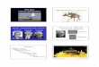 PSY 2364 Niko Tinbergen (1907-1988) Animal Communicationassmann/PSY2364/ancom_lec3.pdf · 1 PSY 2364 Animal Communication Niko Tinbergen (1907-1988) • The “curious naturalist”