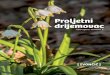 Proljetni drijemovac - medjimurska-priroda.info · Presađivanjem same biljke postoji velika vjerojatnost da u vrtu biljka neće imati povoljne uvjete za rast (nedostatak ili prevelika