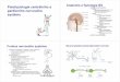 Patofyziologie centrálního acentrálního a Anatomie a ...pato)fyziologie.pdf · Patofyziologie centrálního acentrálního a periferního nervového systému Anatomie a fyziologie