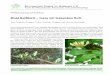 Wald-Geißblatt – Liane mit lockendem Duft · Schwärmer mit langem Rüssel werden magisch angezogen vom schweren Duft. Die Blüten stehen in Quirlen beisammen. Dank ihrer hellen